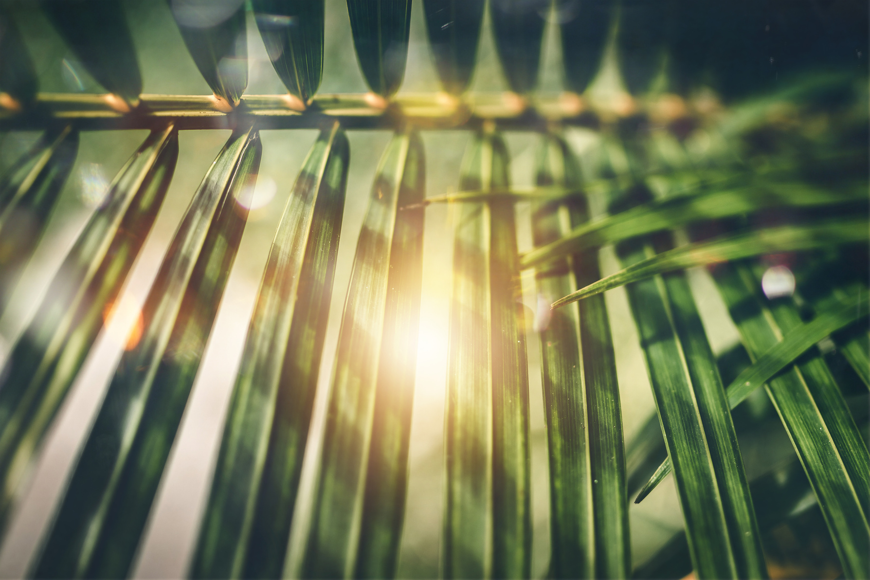 Selective Focus Photography of Green Palm Tree Leaves